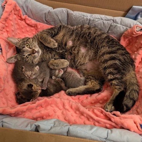 Enlarge Shorty, a ADOPTABLE Domestic Short Hair in Hudsonville, MI image 5/5