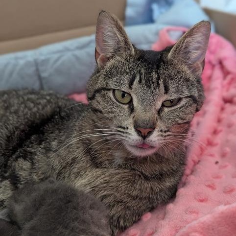Enlarge Shorty, a ADOPTABLE Domestic Short Hair in Hudsonville, MI image 2/5