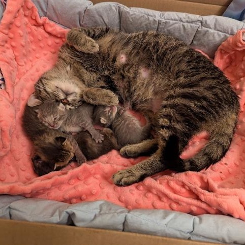 Enlarge Shorty, a ADOPTABLE Domestic Short Hair in Hudsonville, MI image 3/5