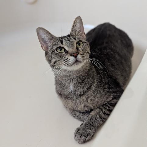 Shorty, ADOPTABLE, Young Female Domestic Short Hair.