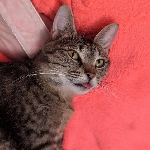 Enlarge Shorty, a ADOPTABLE Domestic Short Hair in Hudsonville, MI image 4/5