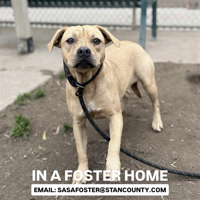 GINGER, Adoptable, Young Female Black Mouth Cur.