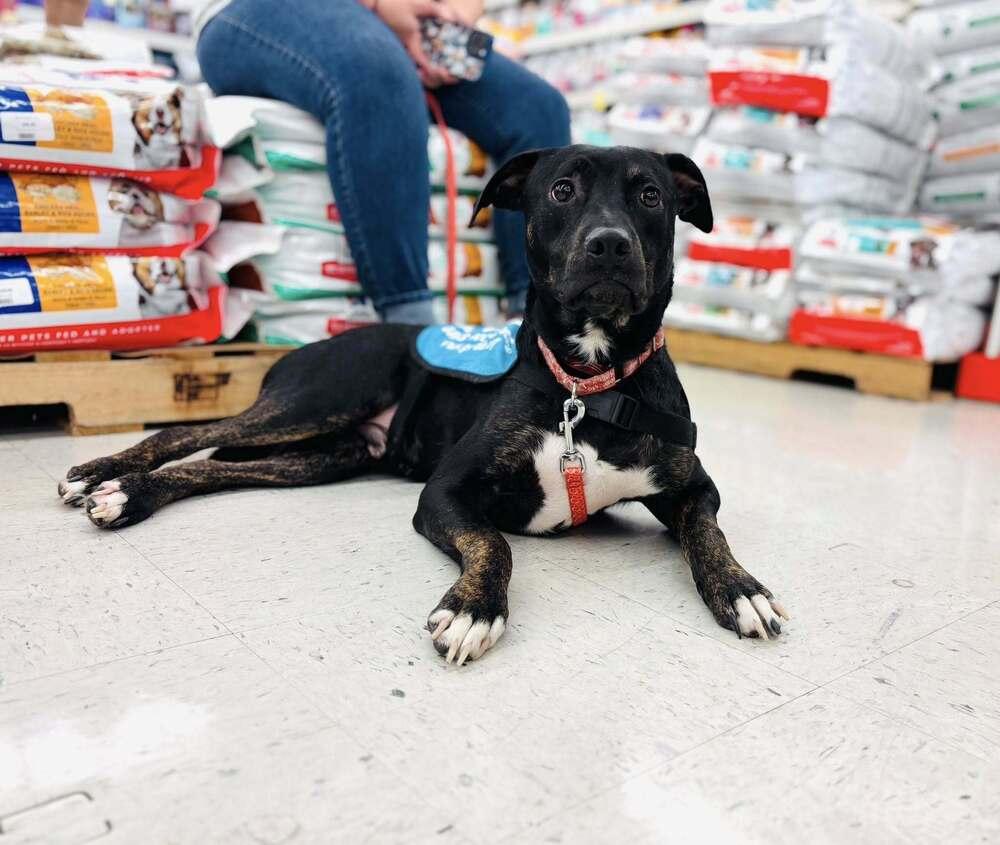 Spike, Adoptable, Puppy Male Mixed Breed.