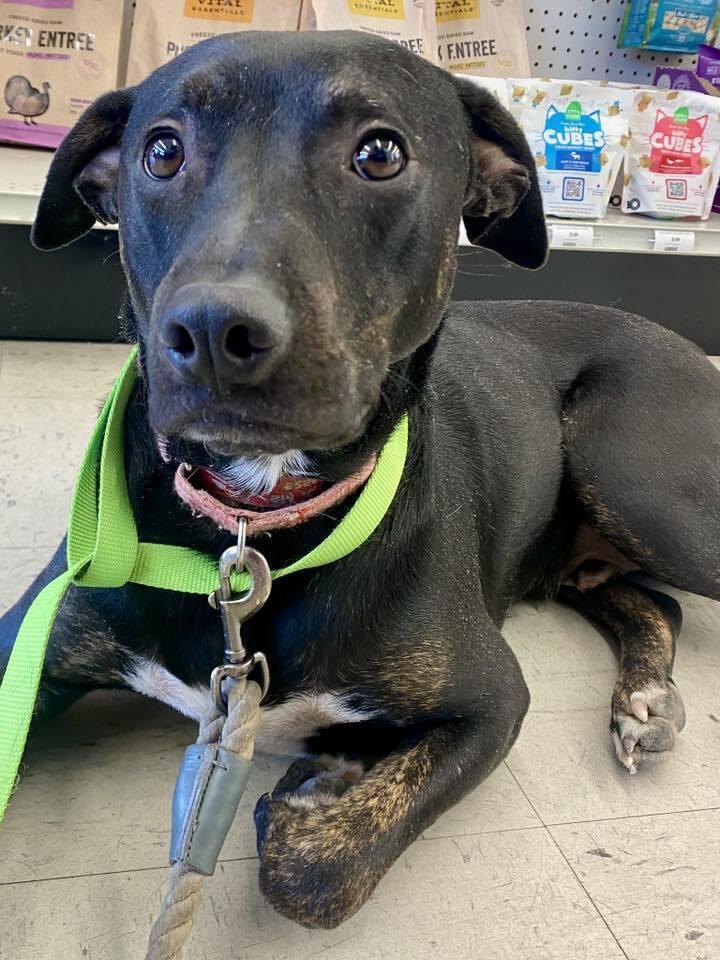 Enlarge Spike, a Adoptable mixed breed in Milton, DE image 1/6