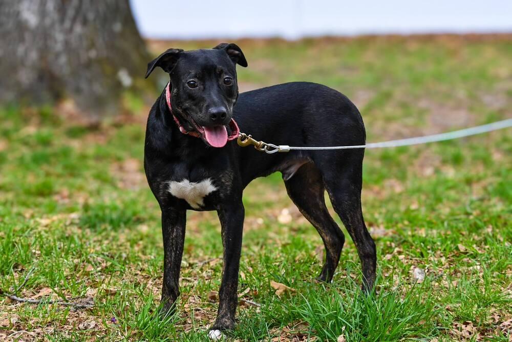 Spike, a Adoptable mixed breed in Milton, DE image 2/6