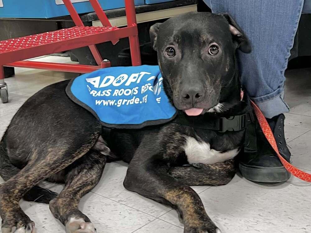 Spike, a Adoptable mixed breed in Milton, DE image 3/6