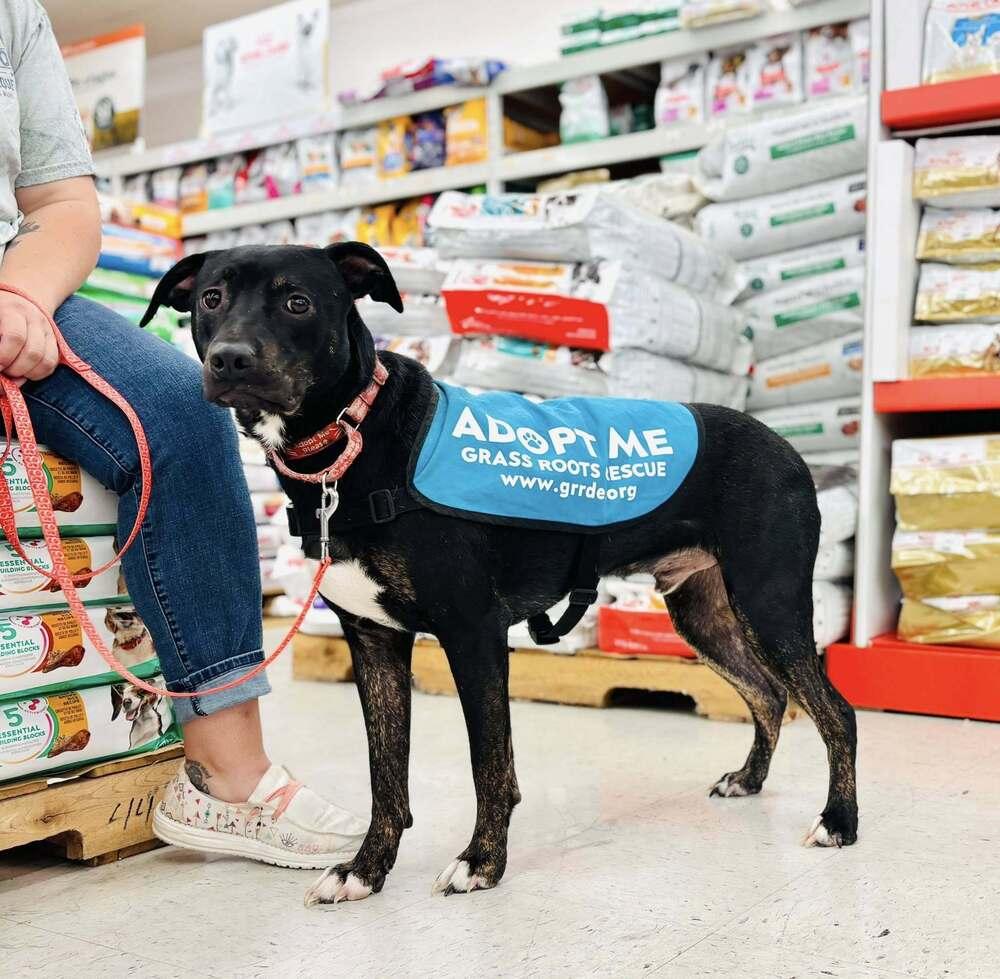 Spike, a Adoptable mixed breed in Milton, DE image 4/6