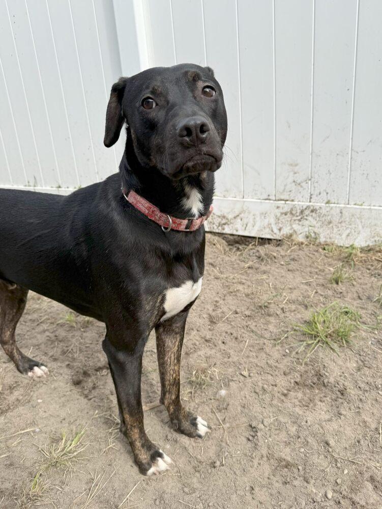Spike, a Adoptable mixed breed in Milton, DE image 5/6