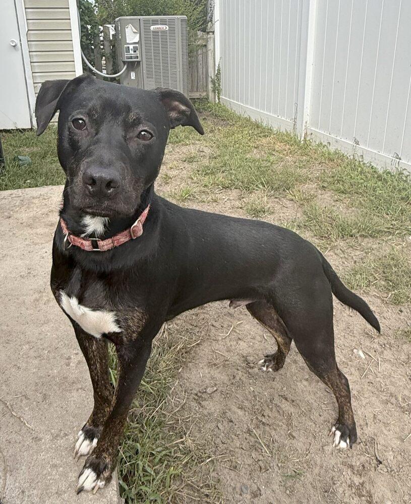 Spike, a Adoptable mixed breed in Milton, DE image 6/6