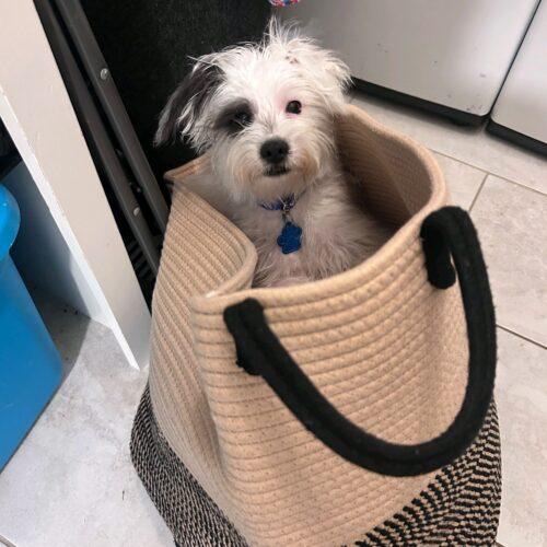 Paul Revere, Adoptable, Puppy Male Terrier & Mixed Breed.