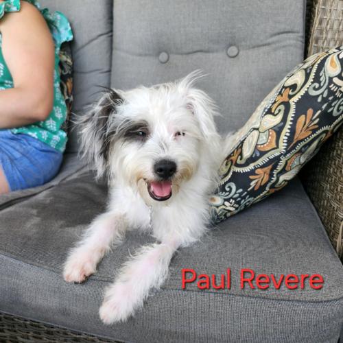 Paul Revere, a Adoptable mixed breed in Broken Arrow, OK image 2/3
