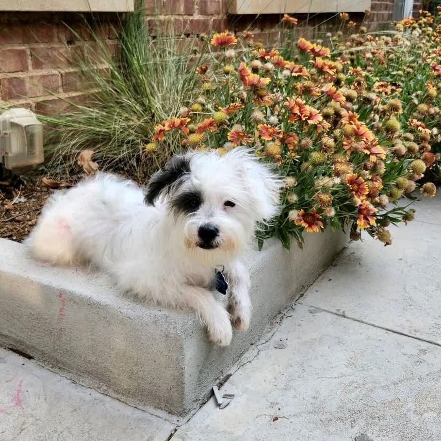 Paul Revere, a Adoptable mixed breed in Broken Arrow, OK image 3/3