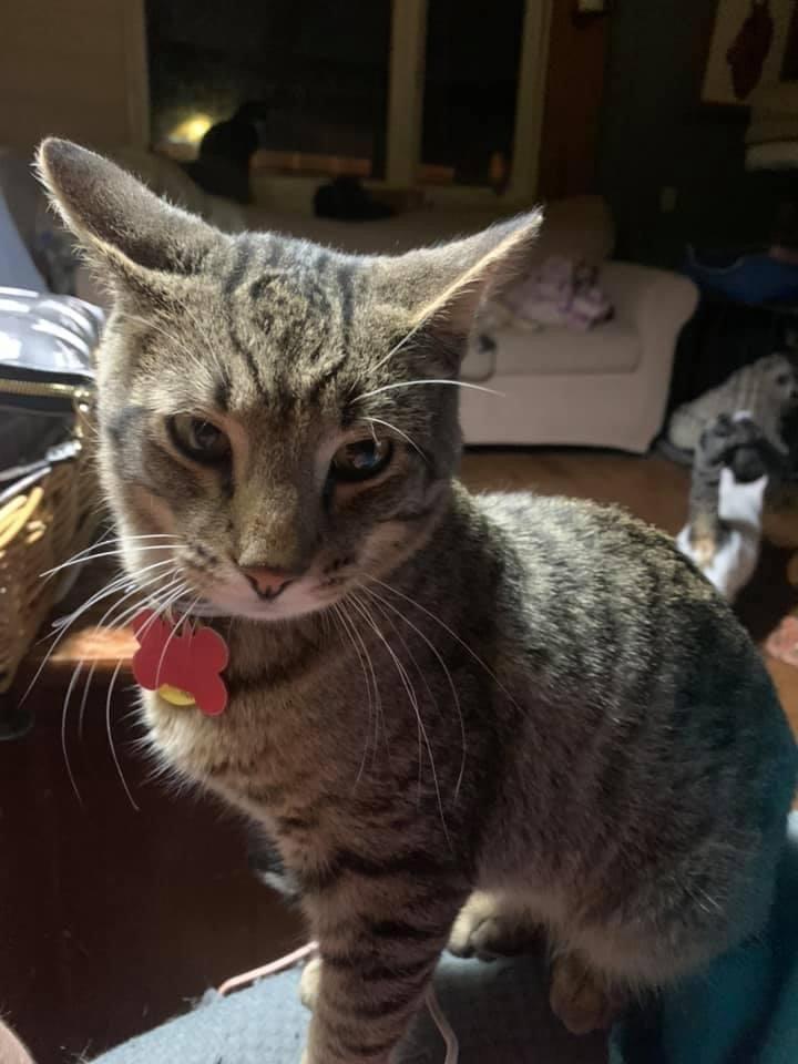 Aaron, Adoptable, Young Male Domestic Short Hair.