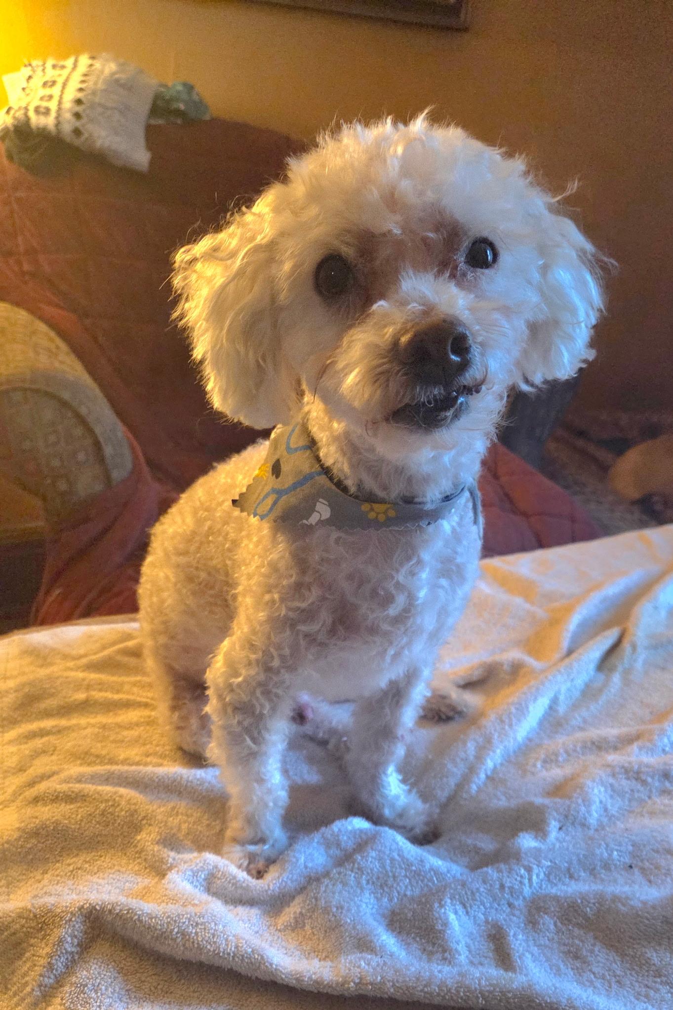 Enlarge Peanut, a Adoptable mixed breed in Plainfield, NJ image 1/3