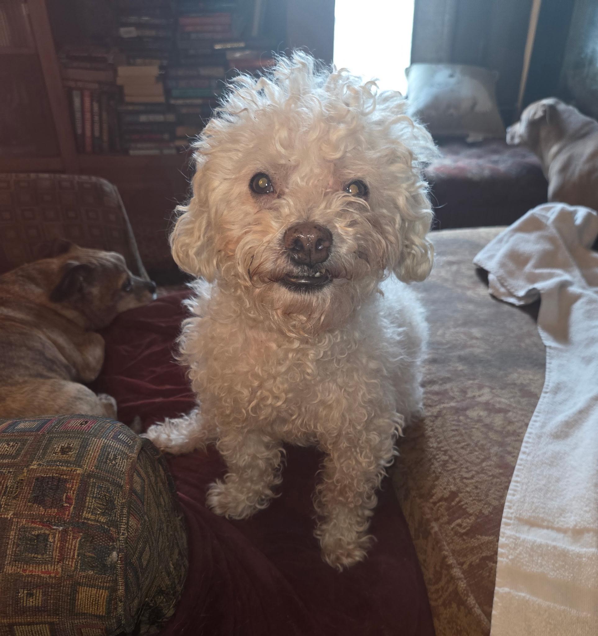 Enlarge Peanut, a Adoptable mixed breed in Plainfield, NJ image 3/3