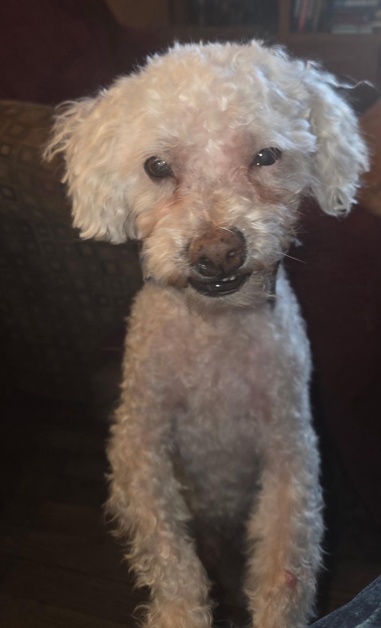 Enlarge Peanut, a Adoptable mixed breed in Plainfield, NJ image 2/3