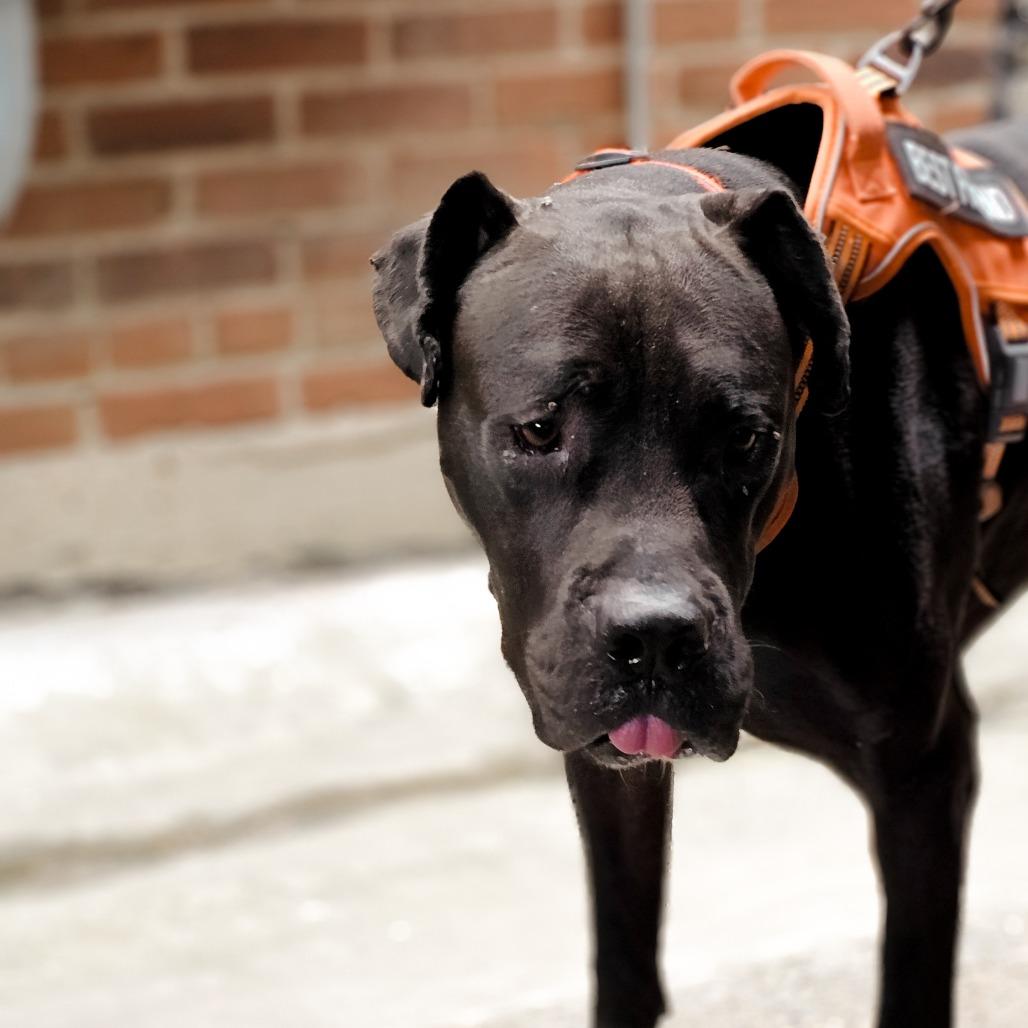 Enlarge Big Boy, a Adoptable mixed breed in Memphis, TN image 2/5
