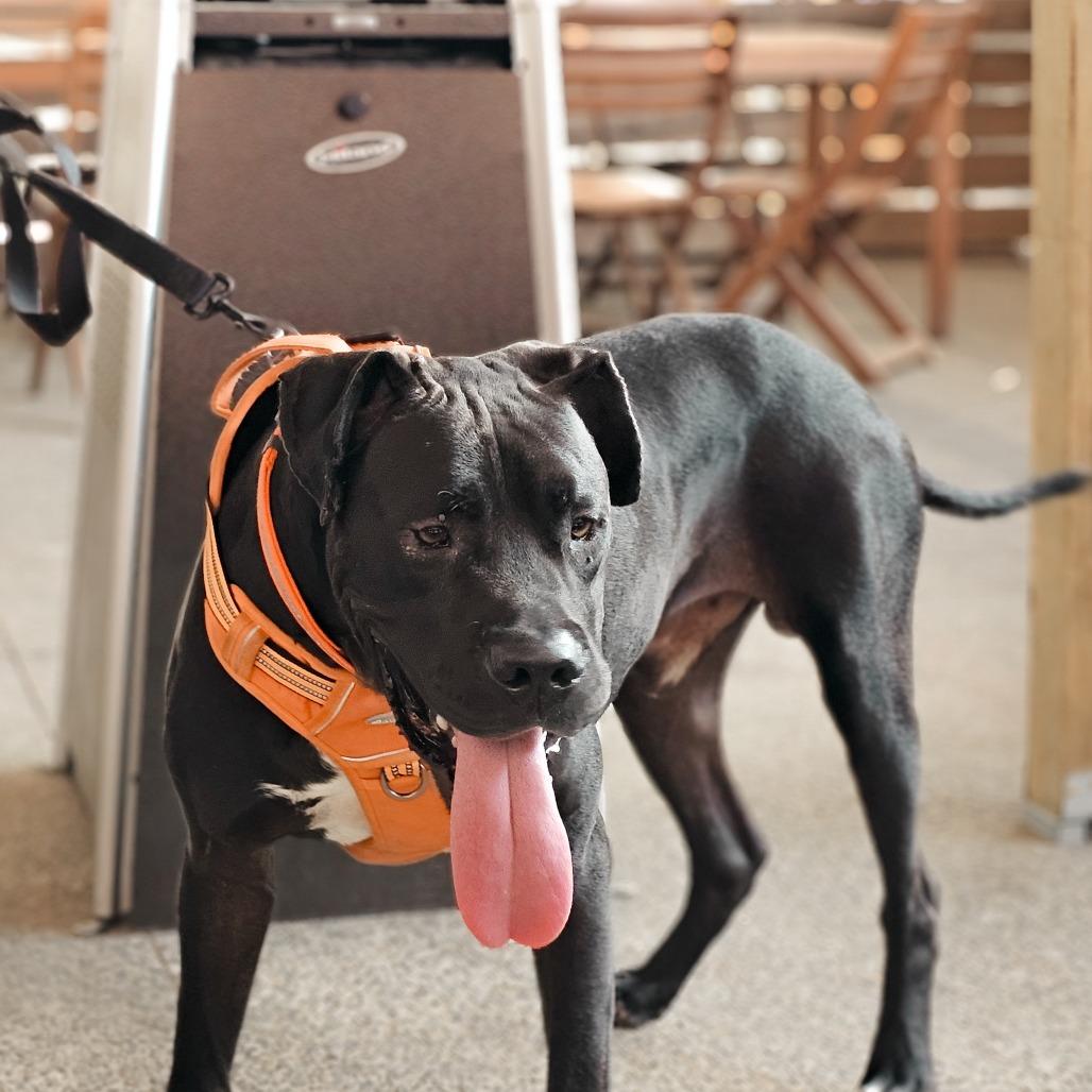 Enlarge Big Boy, a Adoptable mixed breed in Memphis, TN image 3/5