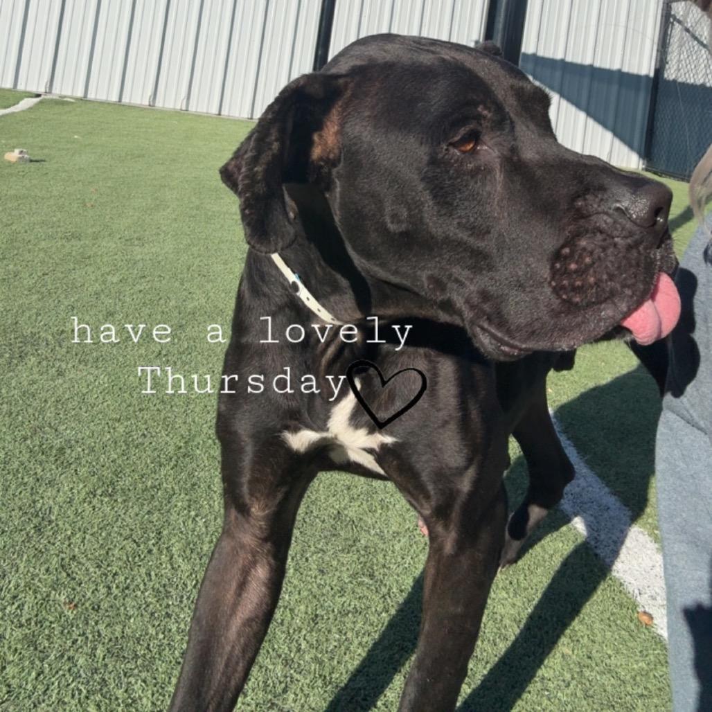 Enlarge Big Boy, a Adoptable mixed breed in Memphis, TN image 4/5