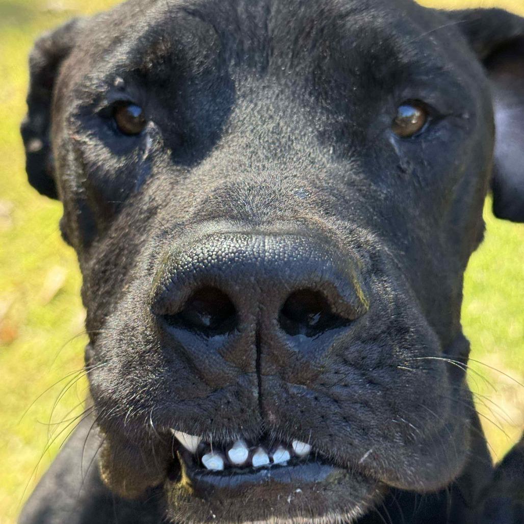 Enlarge Big Boy, a Adoptable mixed breed in Memphis, TN image 5/5