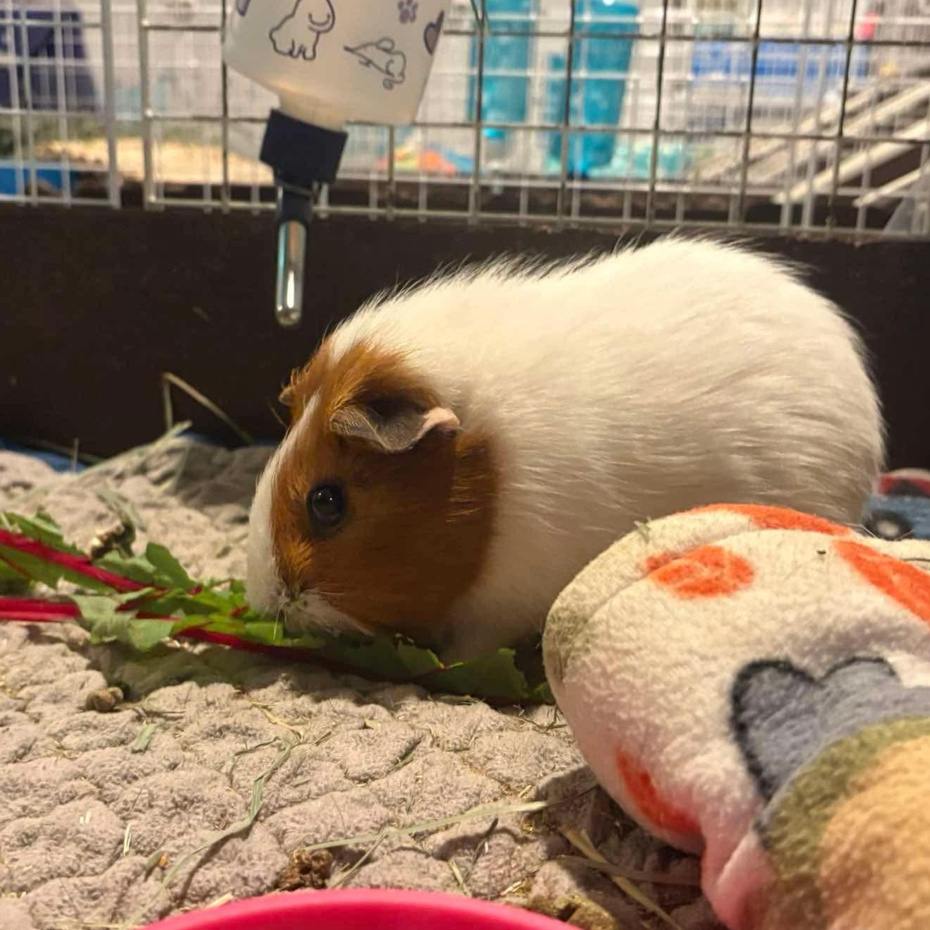 Pickle and Stormi, a ADOPTABLE Guinea Pig in Wellington, CO image 4/4