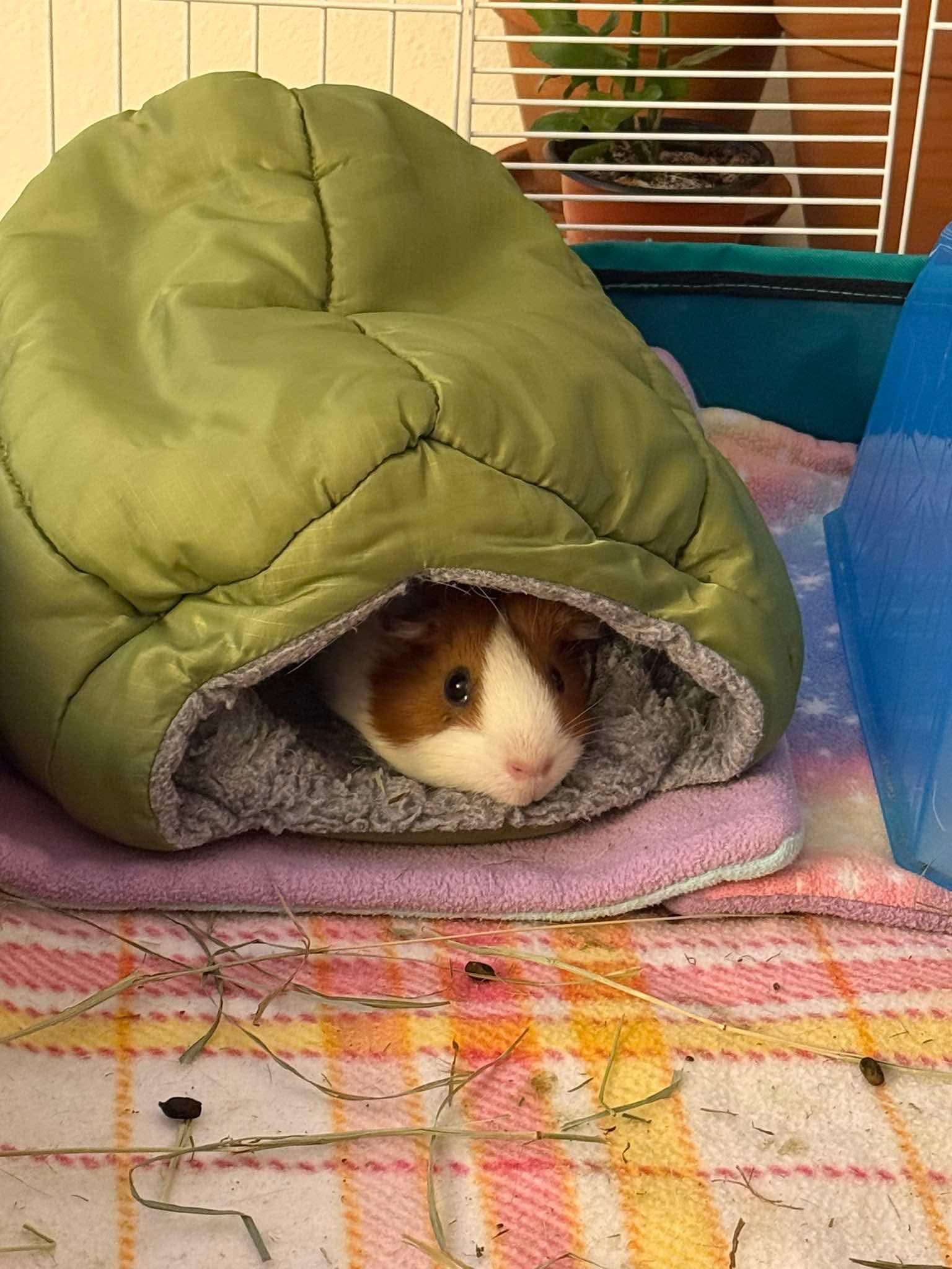 Pickle and Stormi, a ADOPTABLE Guinea Pig in Wellington, CO image 2/4