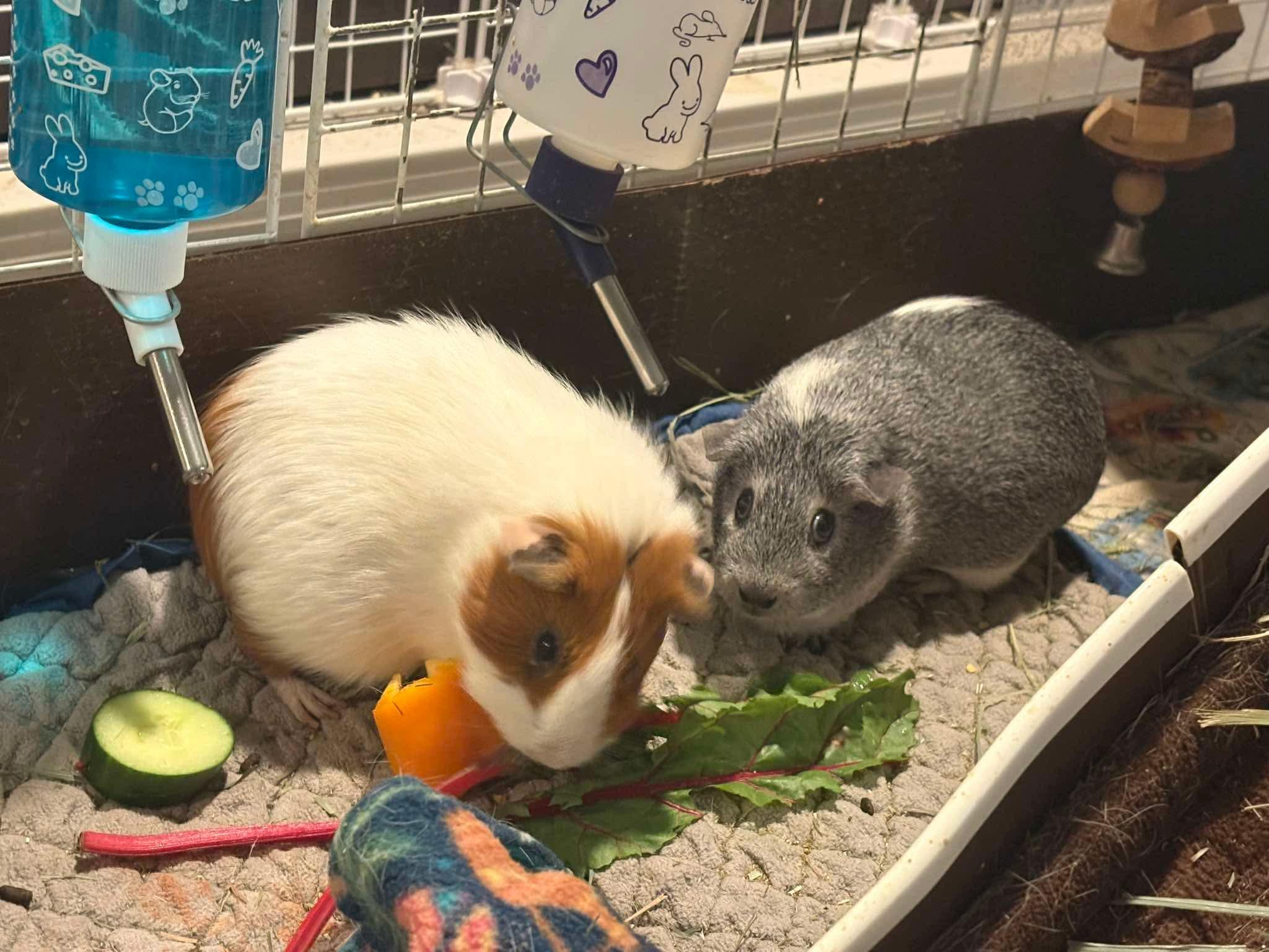 Pickle and Stormi, ADOPTABLE, Adult Female Guinea Pig.