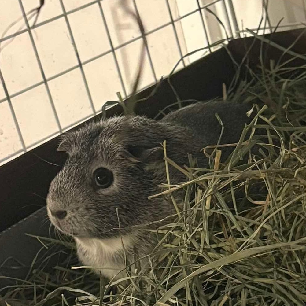 Pickle and Stormi, a ADOPTABLE Guinea Pig in Wellington, CO image 3/4