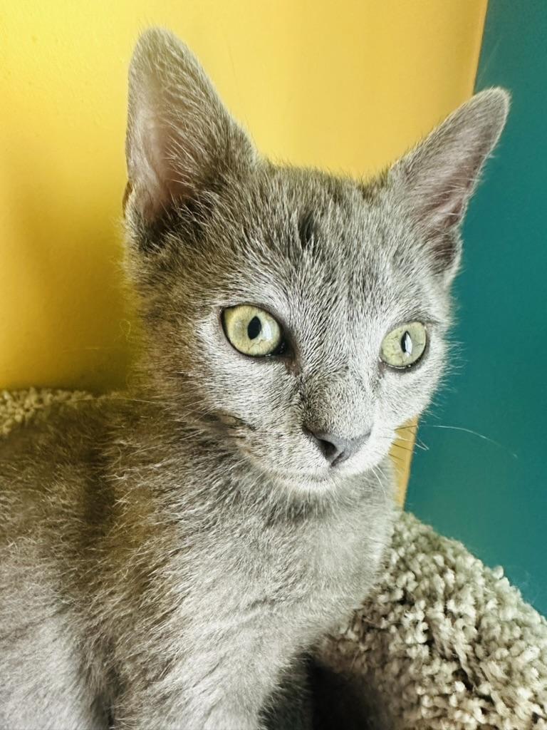 Enlarge Gandalf the Grey, an adoptable Domestic Short Hair in Little River, SC image 1/3