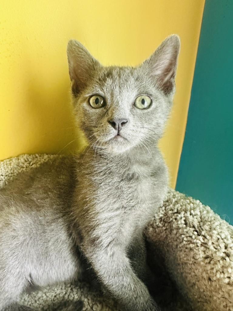 Enlarge Gandalf the Grey, an adoptable Domestic Short Hair in Little River, SC image 3/3