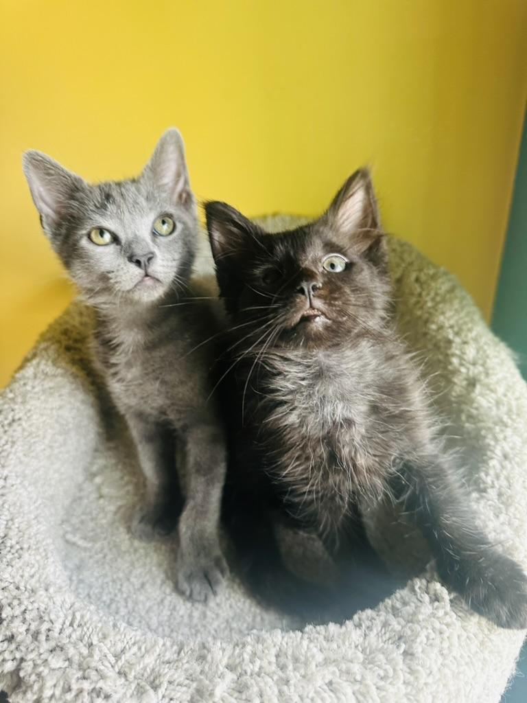 Enlarge Gandalf the Grey, an adoptable Domestic Short Hair in Little River, SC image 2/3