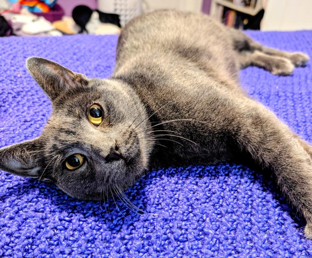Sonic, Adoptable, Young Male Domestic Short Hair.