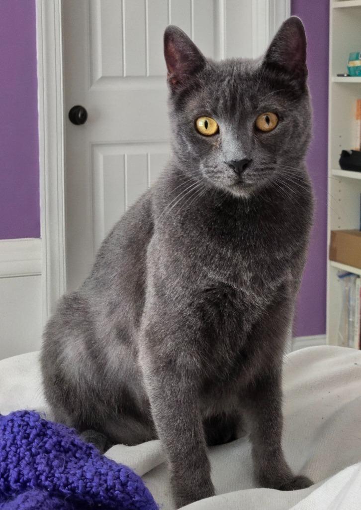 Enlarge Sonic, a Adoptable mixed breed in Evans, GA image 5/6