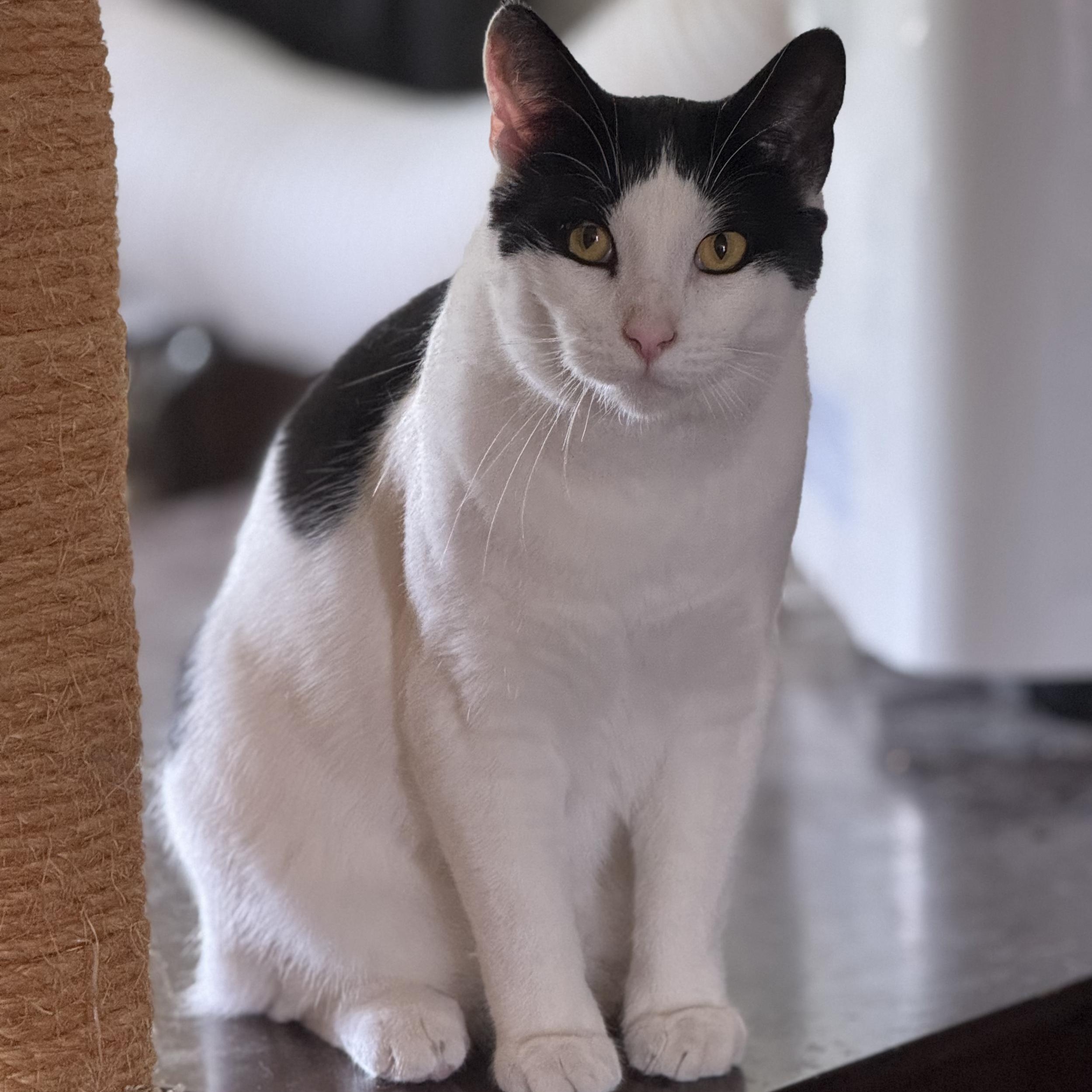 Merlot, ADOPTABLE, Young Male Domestic Short Hair.
