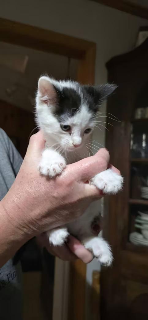 Gru, Adoptable, Kitten Male Domestic Short Hair.