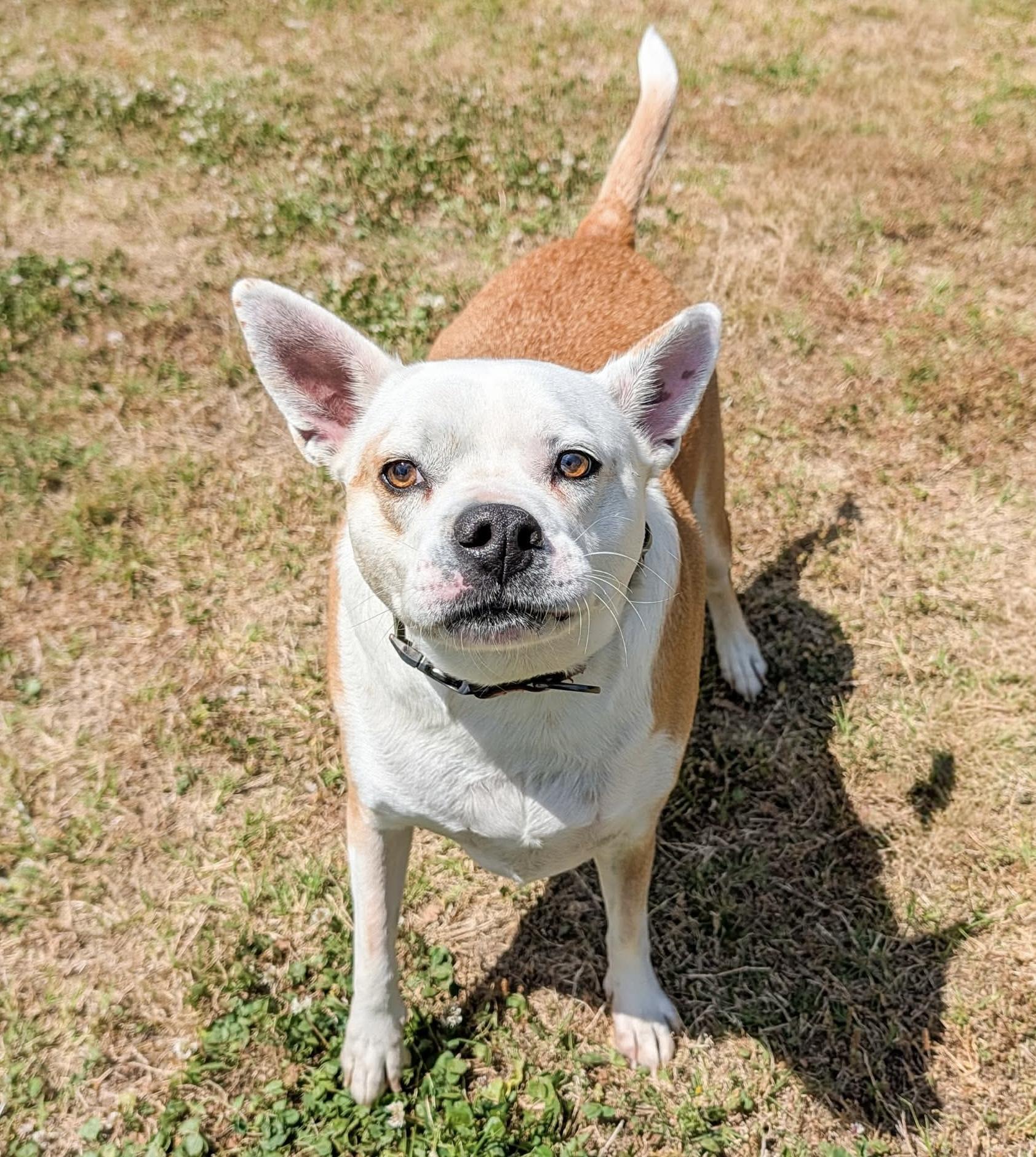 Enlarge Charley , a ADOPTABLE mixed breed in Lancaster, SC image 2/2