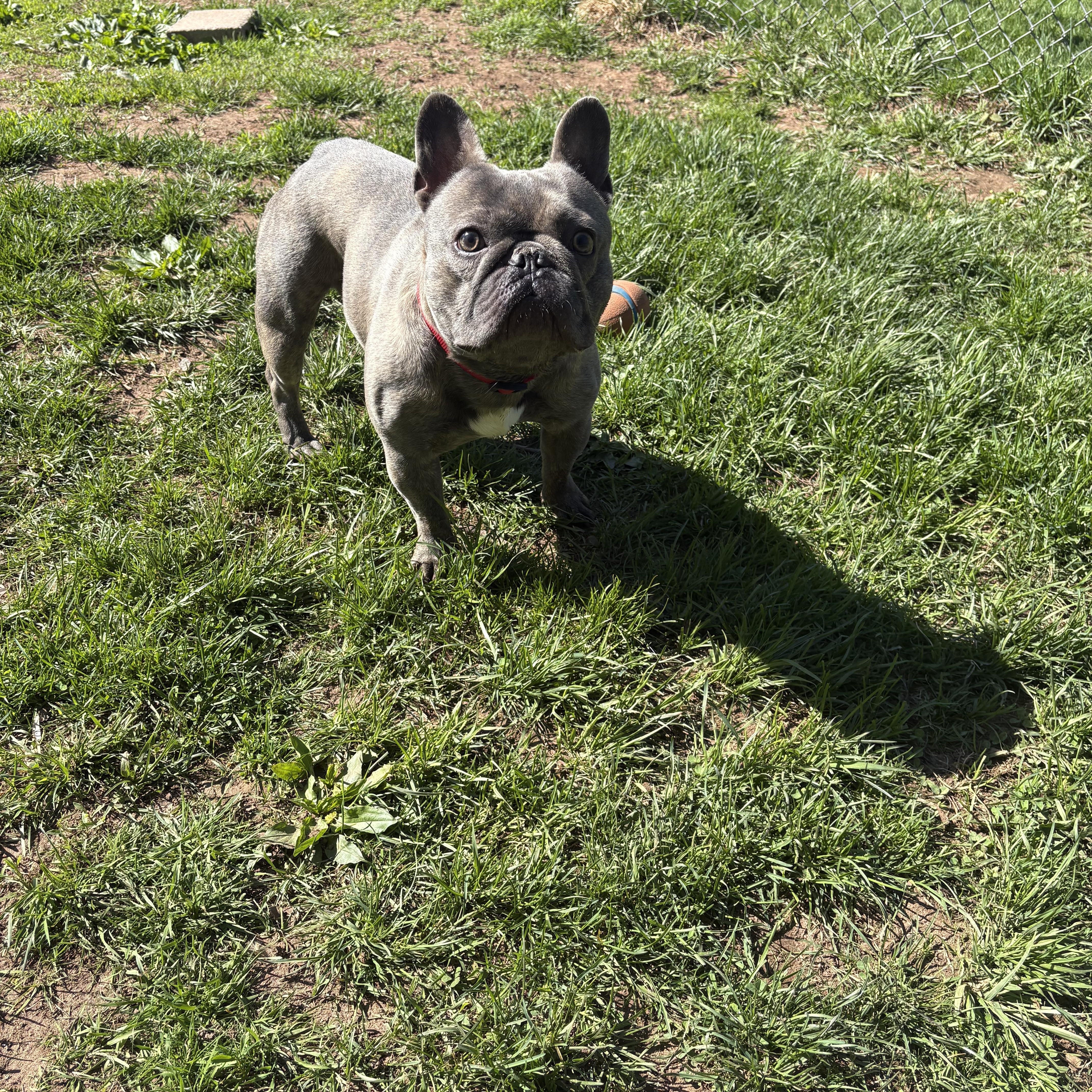 Airhead, adoptable, Young Male French Bulldog.
