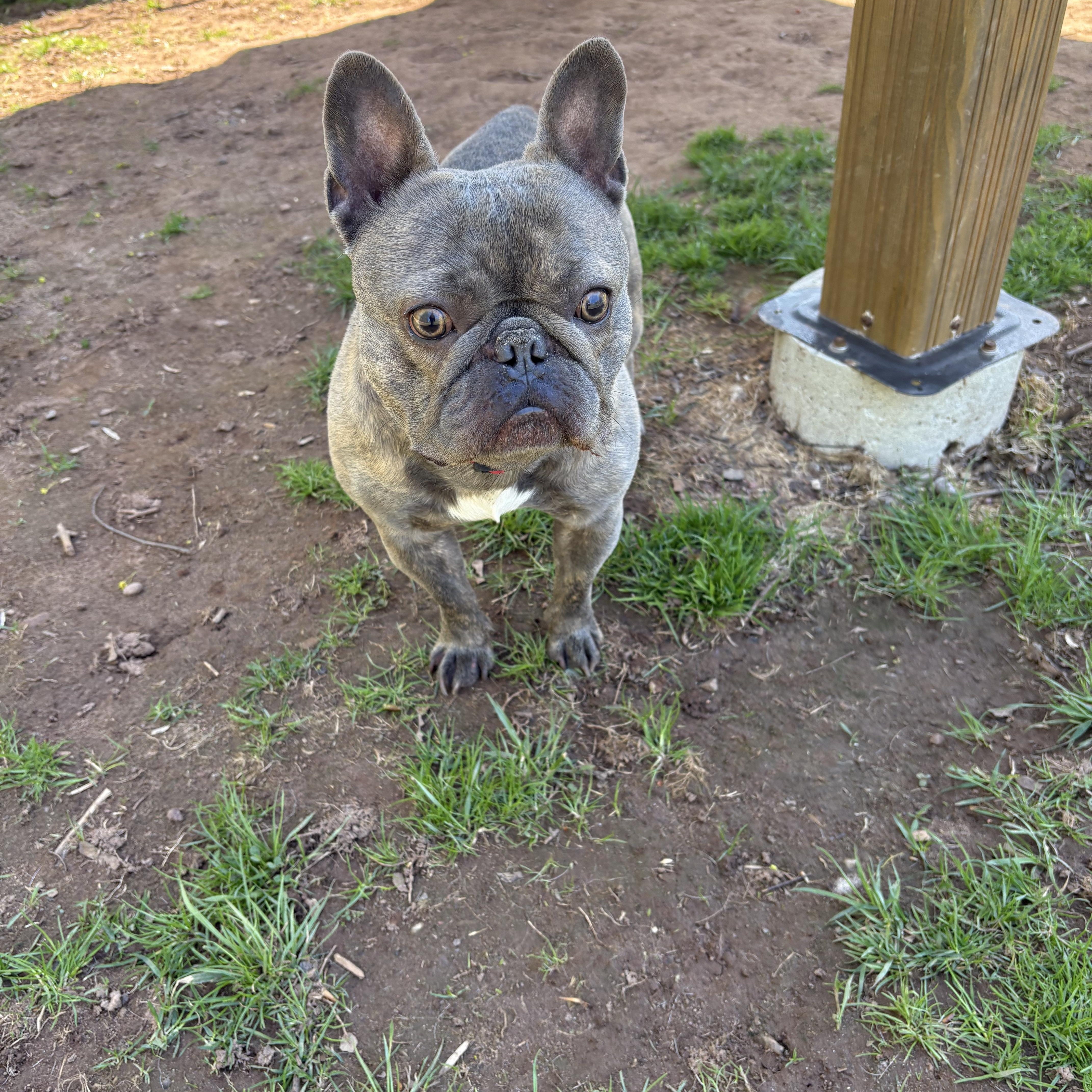 Enlarge Airhead, an adoptable French Bulldog in North Haven, CT image 4/4
