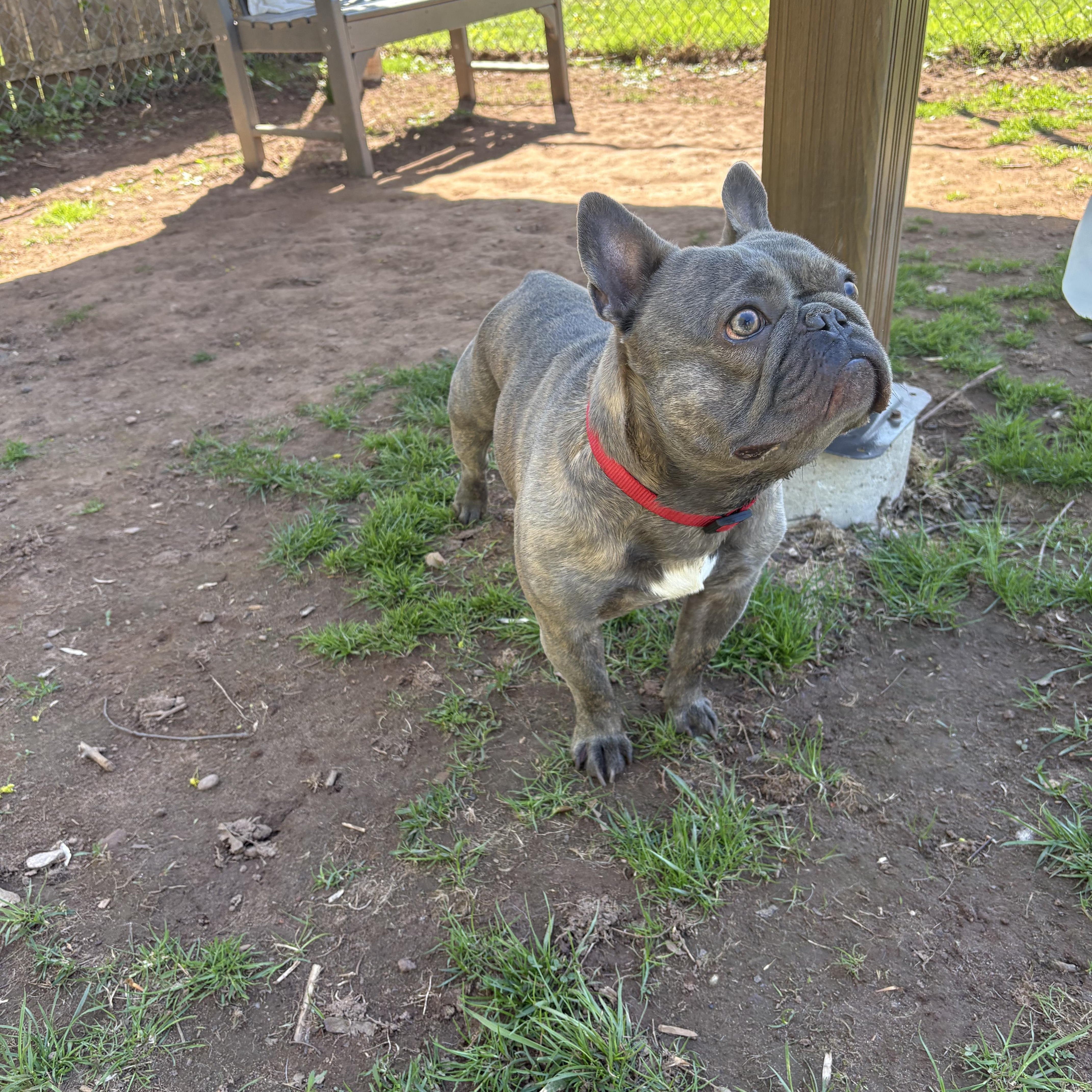 Enlarge Airhead, an adoptable French Bulldog in North Haven, CT image 3/4