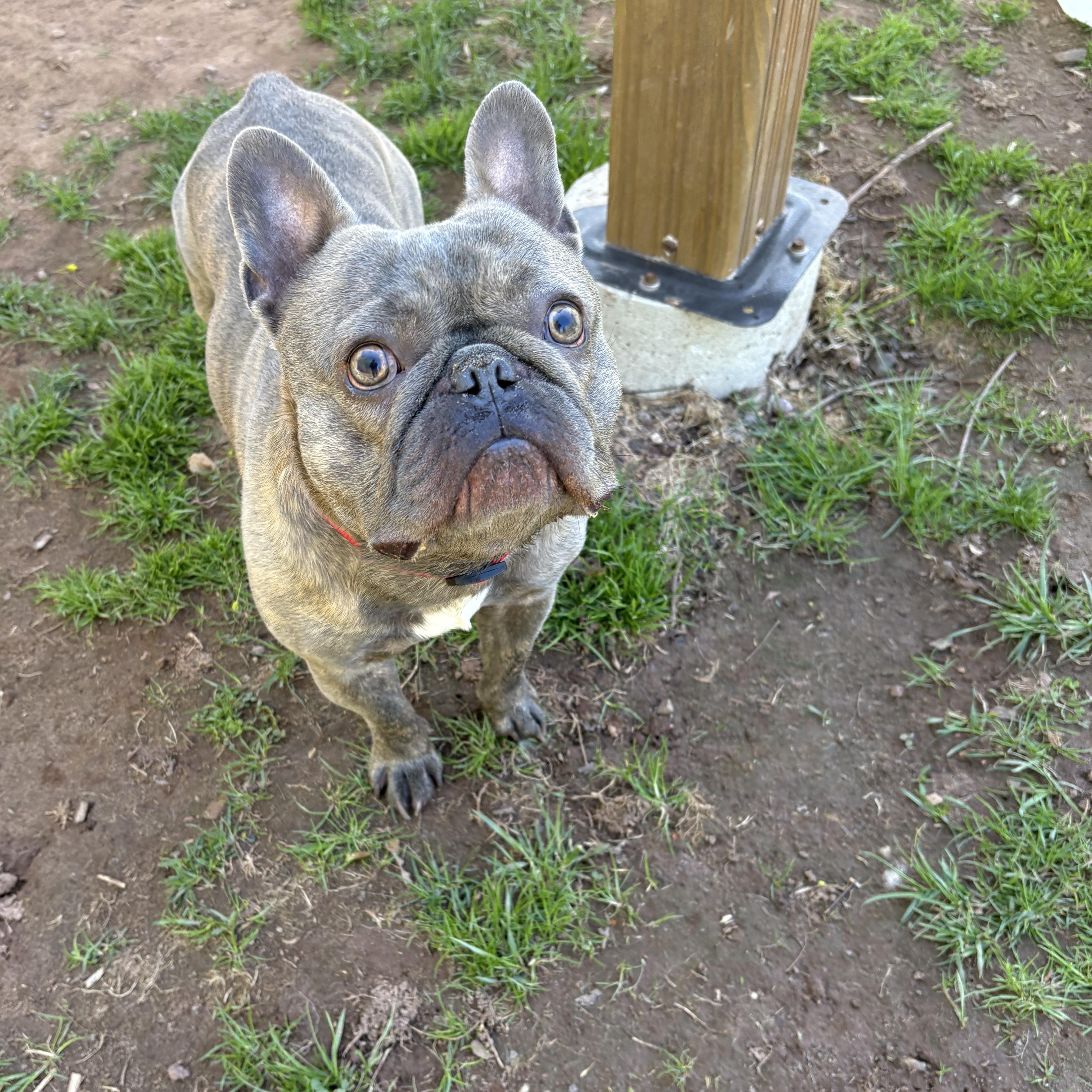 Enlarge Airhead, an adoptable French Bulldog in North Haven, CT image 2/4