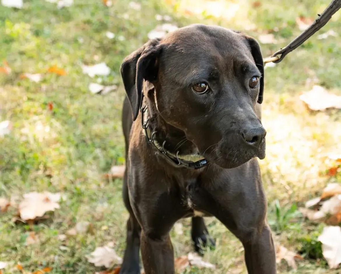 Enlarge Tinsel, a Adoptable mixed breed in Polk, OH image 3/4