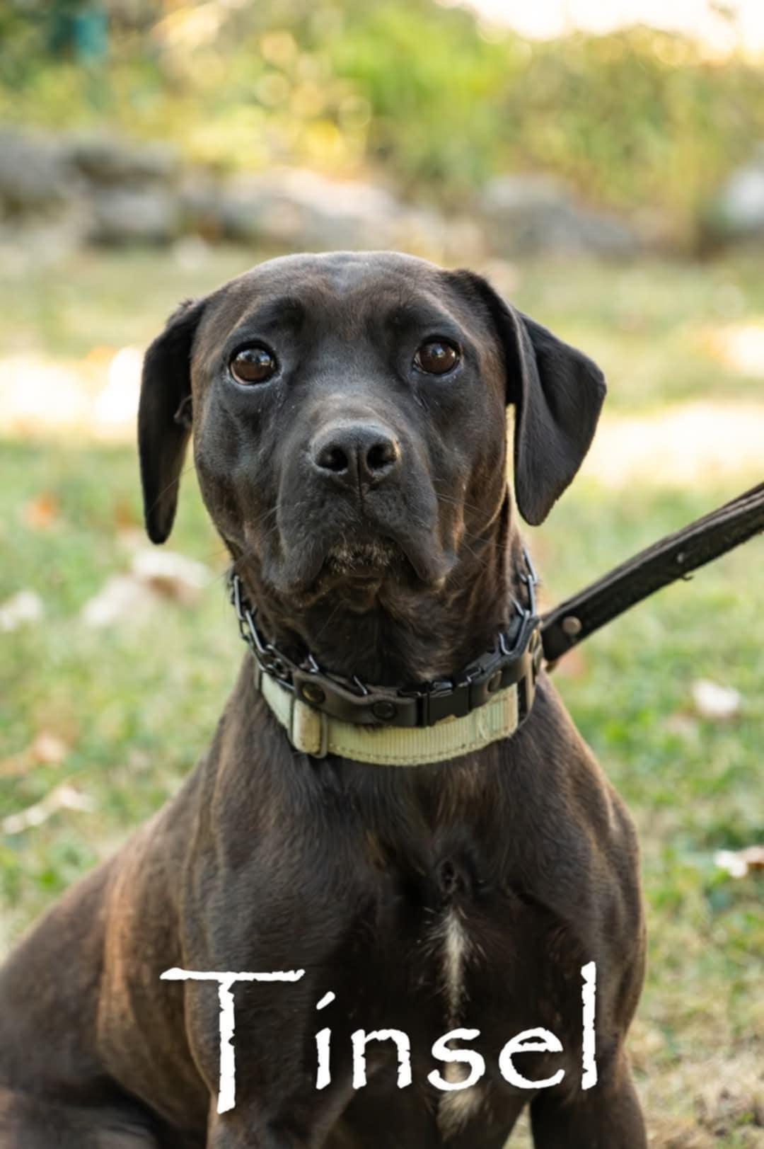 Tinsel, a Adoptable mixed breed in Polk, OH image 1/3