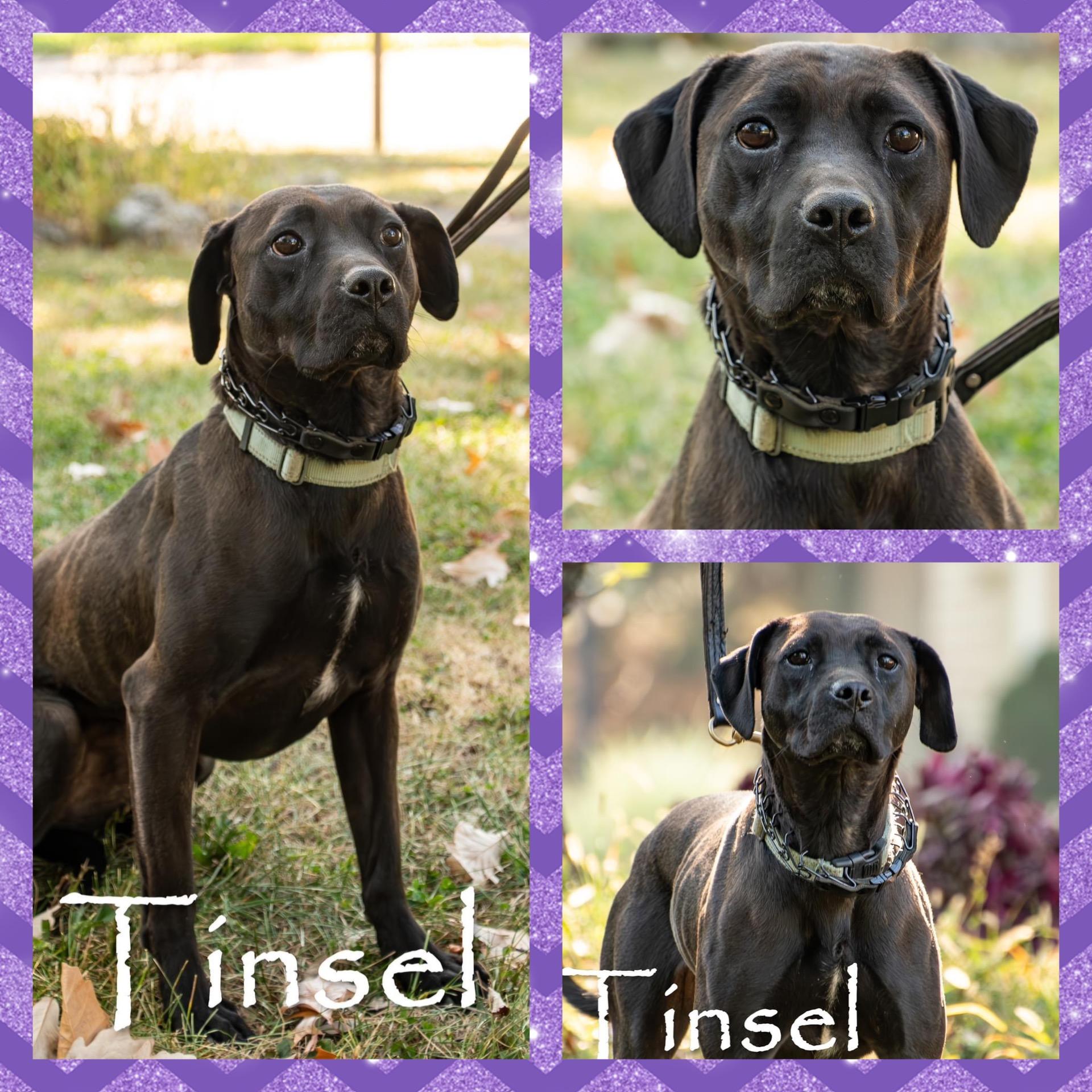 Tinsel, a Adoptable mixed breed in Polk, OH image 2/3