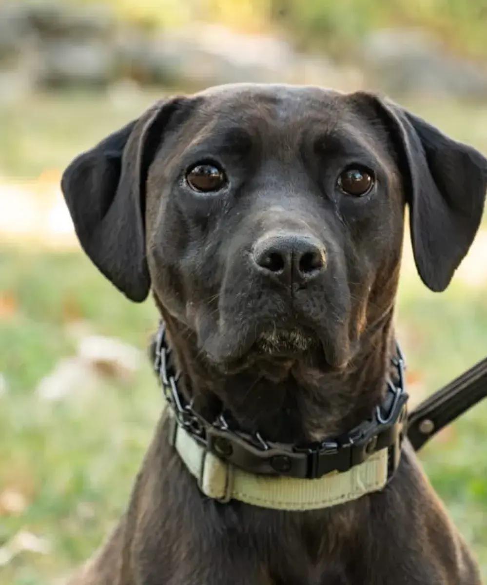 Enlarge Tinsel, a Adoptable mixed breed in Polk, OH image 1/4