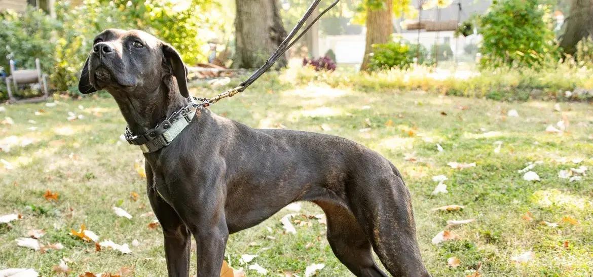 Enlarge Tinsel, a Adoptable mixed breed in Polk, OH image 4/4