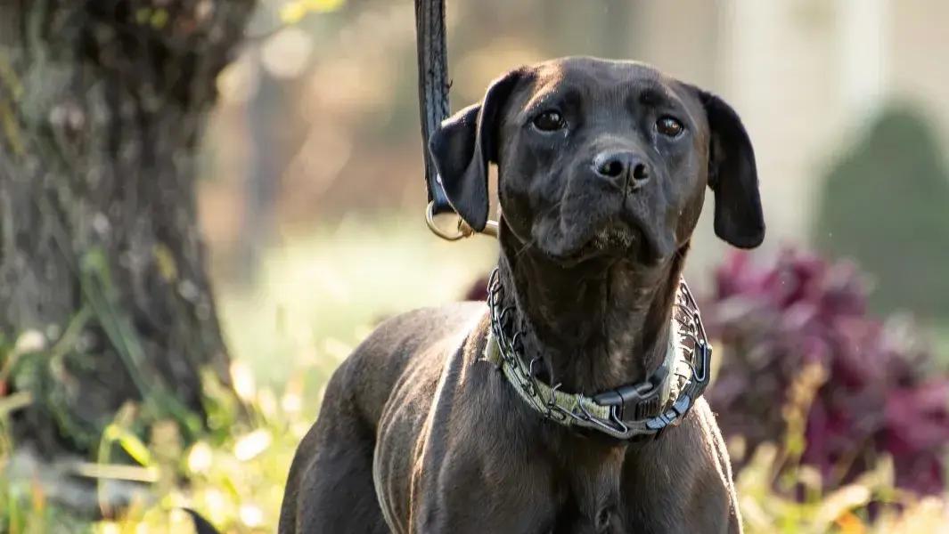 Enlarge Tinsel, a Adoptable mixed breed in Polk, OH image 2/4