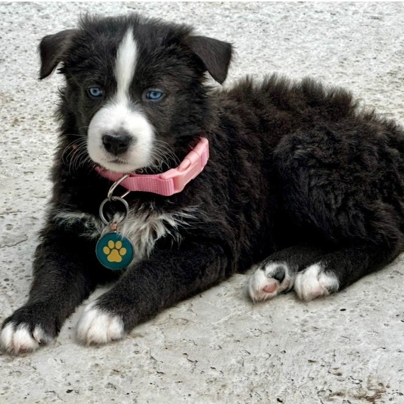 Mila, Adoptable, Puppy Female Australian Shepherd & Pit Bull Terrier.