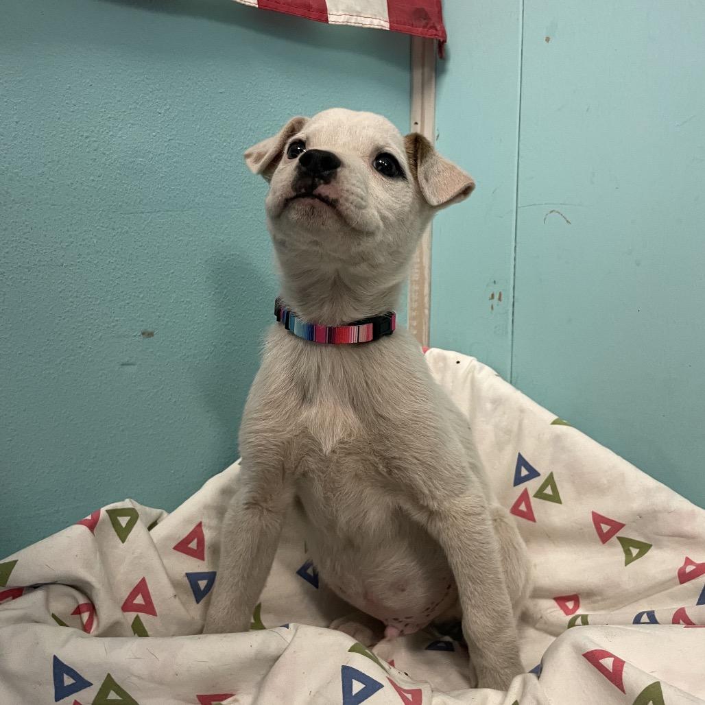 Lil Bud, Adoptable, Puppy Male Labrador Retriever.