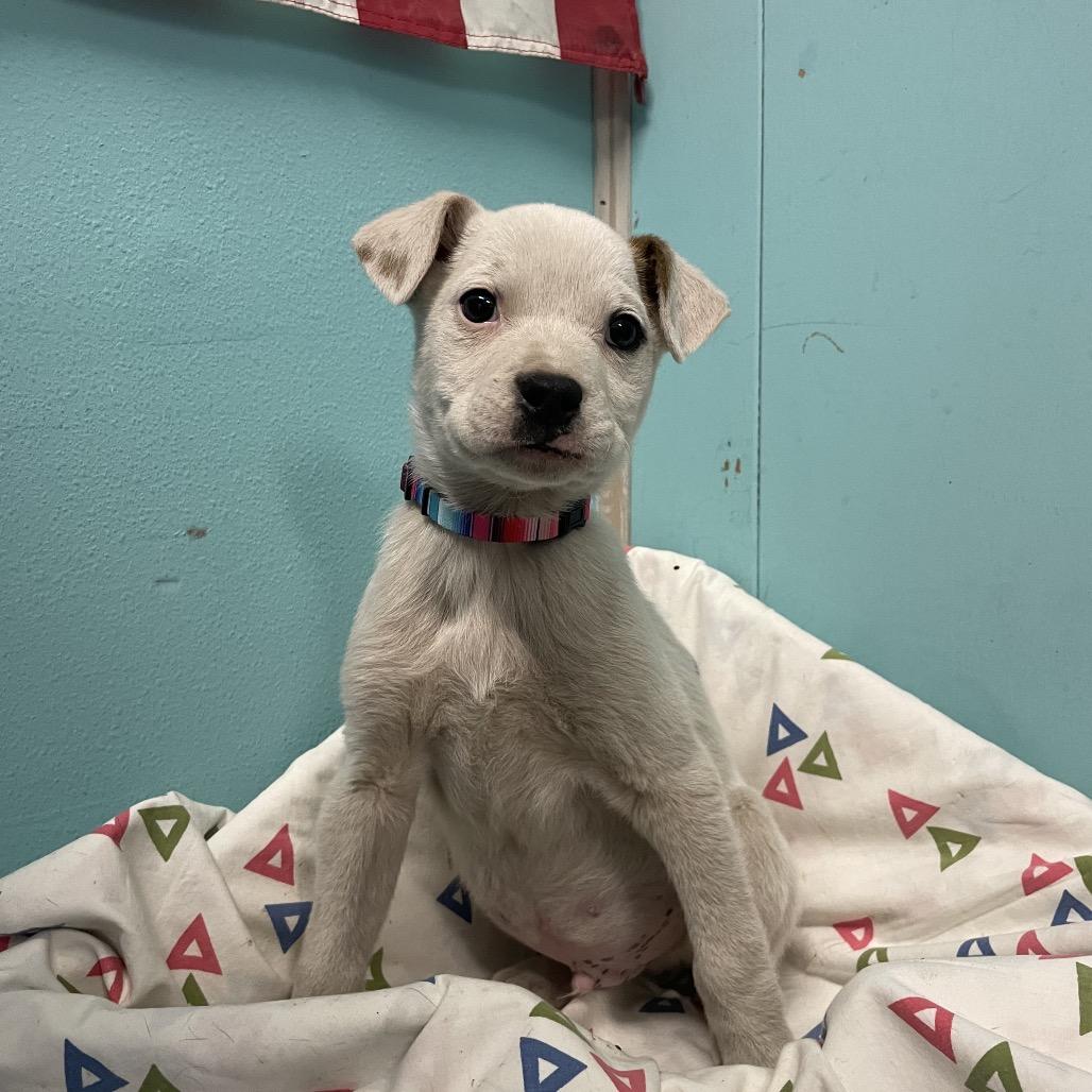 Enlarge Lil Bud, a Adoptable Labrador Retriever in Green Forest, AR image 2/6