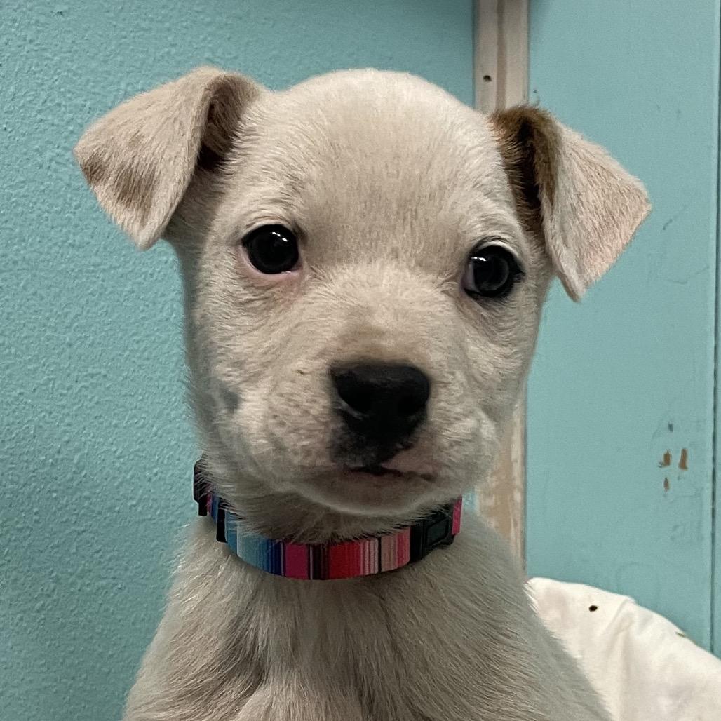 Enlarge Lil Bud, a Adoptable Labrador Retriever in Green Forest, AR image 4/6